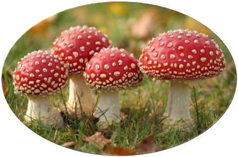 Paddenstoelen Festival